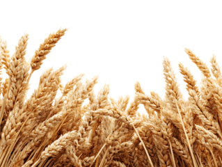 wheat border natural textured edge composition