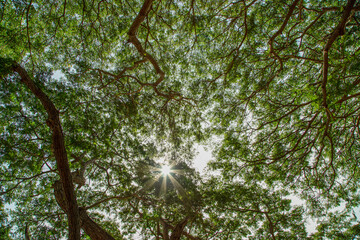 Bottom-up view green mangrove forest canopy. Natural carbon sink fight climate change....