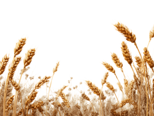 wheat border fine textured natural surface