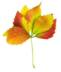 Bright multicolored autumn leaves isolated on transparent background.