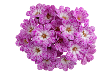 Cluster of small, dotted pink flowers