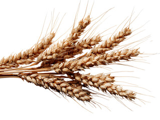 wheat bran closeup textured surface detail