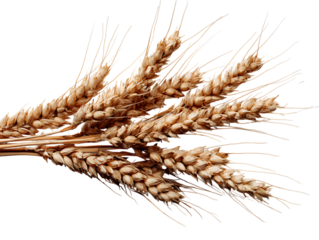 wheat bran closeup textured surface detail