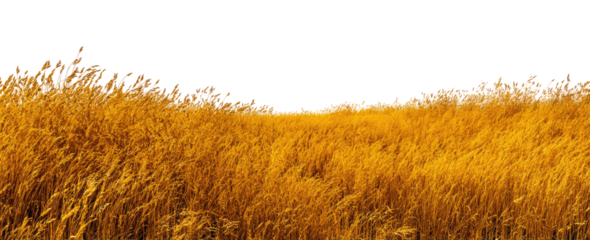 Golden field of tall grass