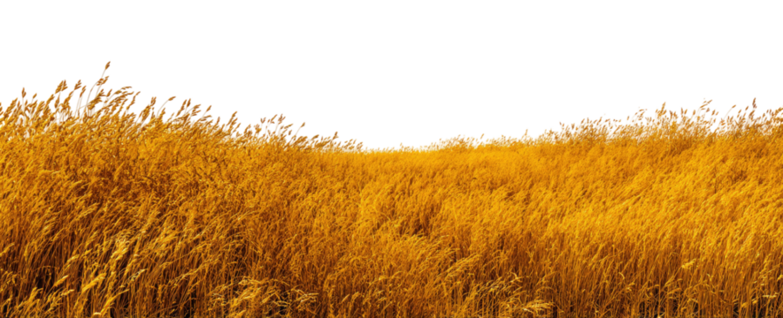 Golden field of tall grass