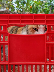 Curious Cat Peeking Through a Red Plastic Crate