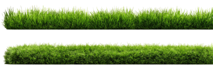 Two horizontal rows of lush green grass