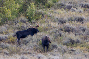 Bull and Cow Moose During the Rut in Autumn in Wyoming