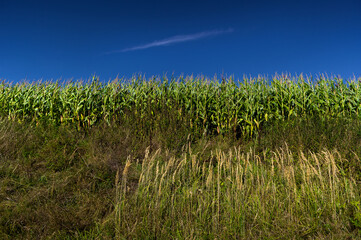 A plant called corn. The grains of this plant are mainly used in the food industry. It is also used in the form of silage as animal feed.