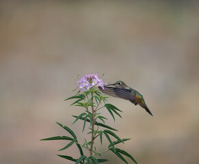 humming bird extracting nectar from flower