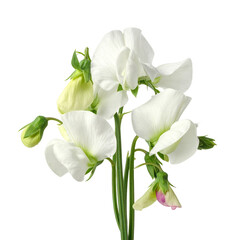 Obraz premium Close-up of vibrant, white blossoms with buds, set against a stark black background