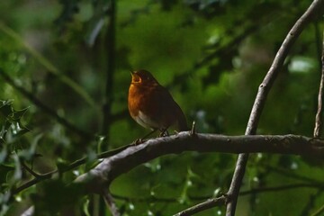 robin on the fence