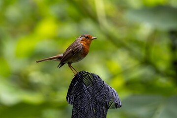 robin on the fence