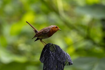 robin on the fence