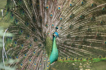 Obraz premium A stunning male peacock (Pavo muticus) displaying its full tail feathers in a vibrant fan shape. The iridescent blue and green plumage with distinctive eye patterns symbolizes beauty, pride, and elega