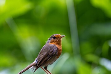 robin on the fence