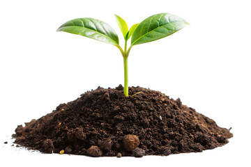 A small green seedling growing from a mound of rich dark soil isolated on transparent background