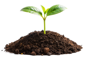 A small green seedling growing from a mound of rich dark soil isolated on transparent background
