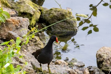 black winged blackbird