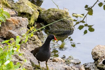 red winged blackbird near water