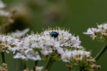 bug on a flower