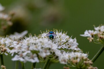 fly on a flower