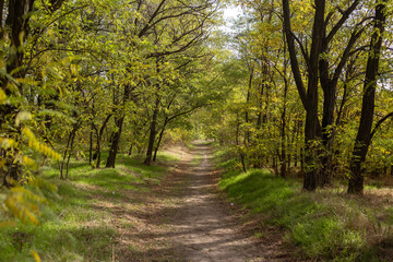 Naklejka premium Golden Reflections Of Autumn Nature