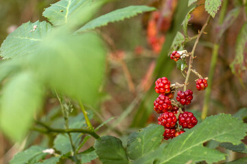 Golden Reflections Of Autumn Nature