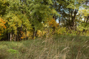 Golden Reflections Of Autumn Nature