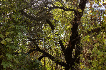 Obraz premium Golden Reflections Of Autumn Nature