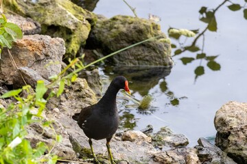 red winged blackbird