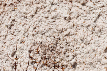 Natural cotton fiber texture with dry leaves