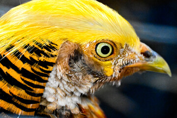 Golden pheasant