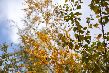 Whispers Of Forest Autumn Dreams