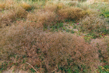  Zelenogradsk, Curonian Spit National Park. Sand dunes on the shore of the Baltic Sea