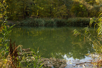 Whispers Of Forest Autumn Dreams