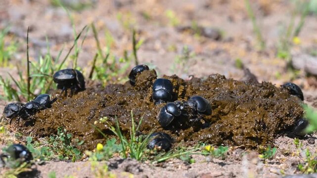 A few black dung beetles feeding and nesting on a pile of dung. Nature and ecology.