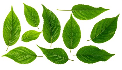Vibrant Green Leaves on a Pure White Background