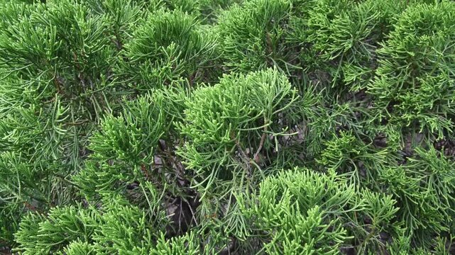 lush green juniper pine foliage and branch gently swaying in the wind
