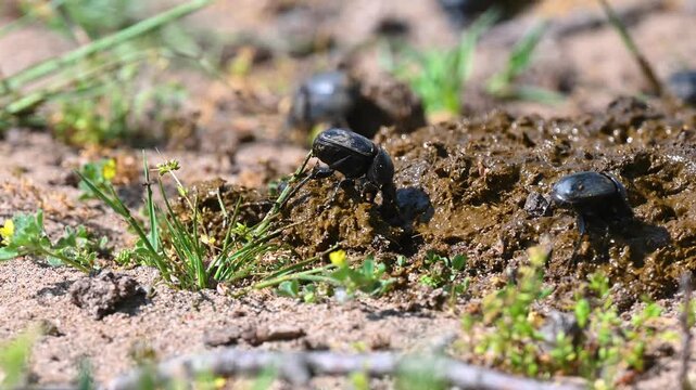 Black dung beetles fighting over a pile of manure. Nature and ecology.