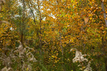 Whispers Of Forest Autumn Dreams