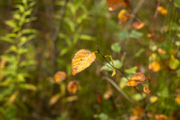 Whispers Of Forest Autumn Dreams