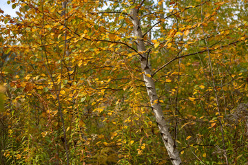 Beauty of Autumn Nature Forest Pond and Yellow Leaves