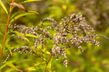 Whispers Of Forest Autumn Dreams