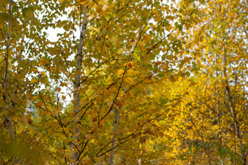 Beauty of Autumn Nature Forest Pond and Yellow Leaves
