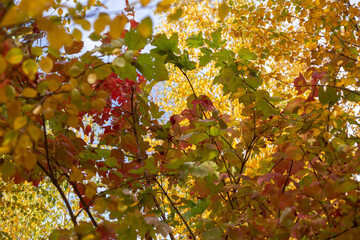 Beauty of Autumn Nature Forest Pond and Yellow Leaves