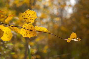 Beauty of Autumn Nature Forest Pond and Yellow Leaves
