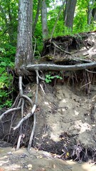 Obraz premium Exposed tree roots on riverbank due to natural soil erosion in summer forest stream