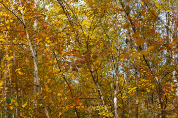Beauty of Autumn Nature Forest Pond and Yellow Leaves