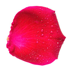 Isolated single red rose petal with water droplets against a black background